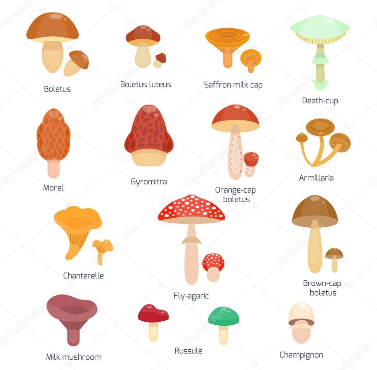 Champignons Français